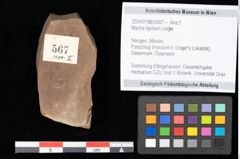 Foto (Objekt + Etikett) von Myrica lignitum Unger (NHMW-GEO-2024-0188-0567)
